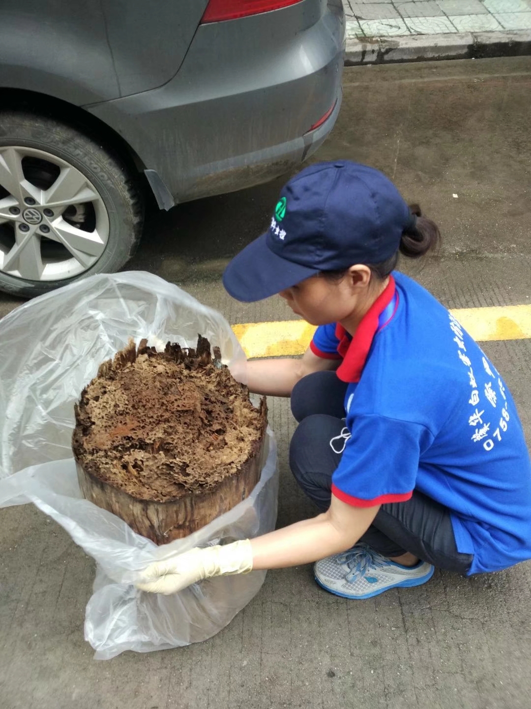 常见的白蚁种类
