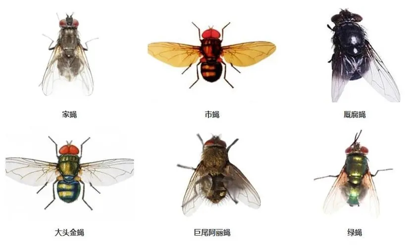 冬天苍蝇都到哪里去了？会被冻死吗？
